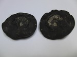 CIMG5809.jpg